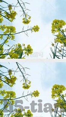 麻豆传煤最新视频-麻豆传煤最新视频，探索日常生活中的创意与新鲜